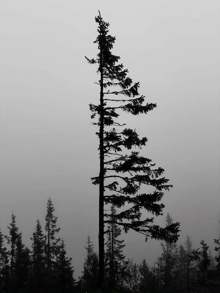 oUt